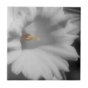 Daffodische Blume in Schwarz-Weiß Fliese