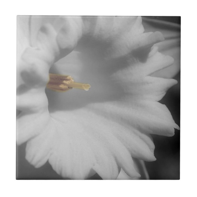 Daffodische Blume in Schwarz-Weiß Fliese (Vorderseite)