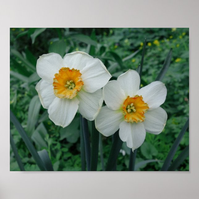 Daffodische Blume Poster (Vorne)