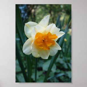 Daffodische Blume Poster