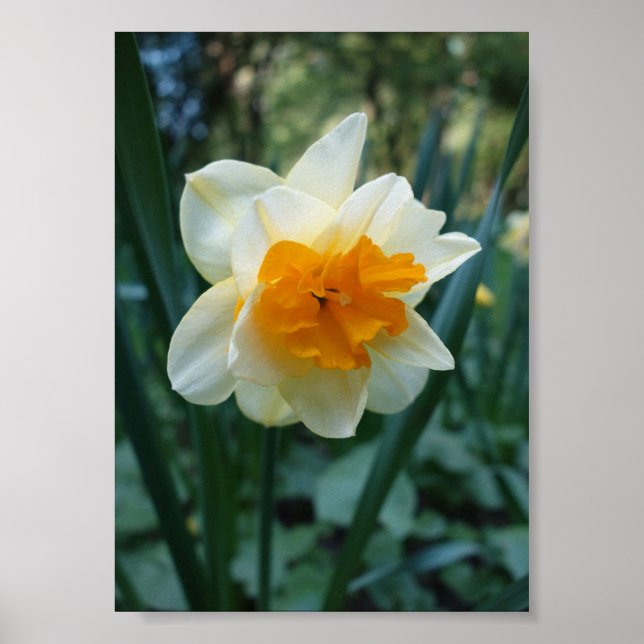 Daffodische Blume Poster (Vorne)