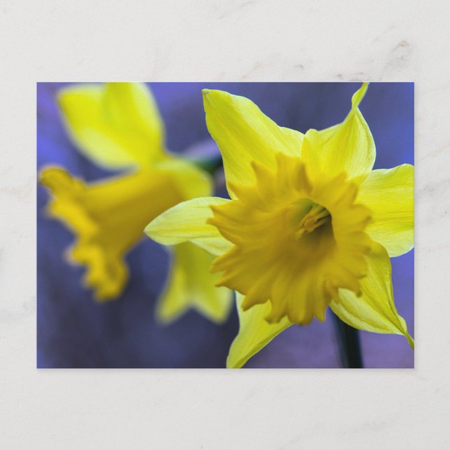 Daffodische Blume Postkarte (Vorderseite)