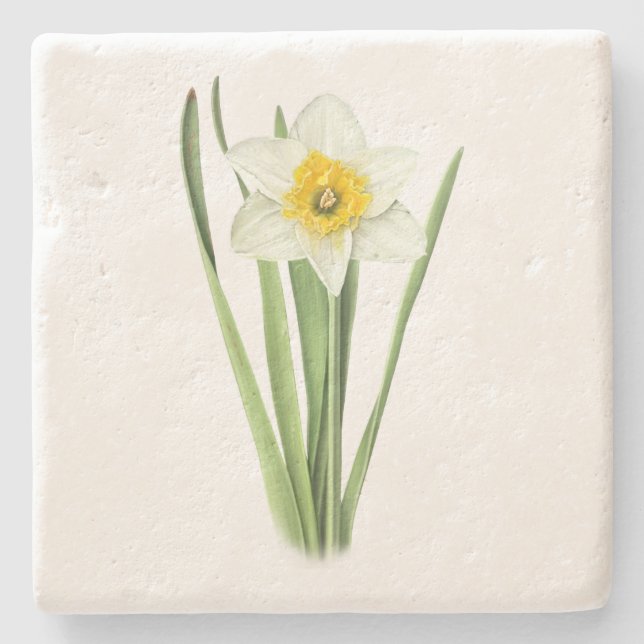 Daffodische Blume Steinuntersetzer (Vorderseite)