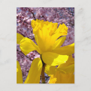 Daffodische Postkarte Frühling Rosa Blossom Blume