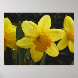 Daffy Poster