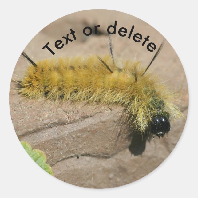 Dagger Moth Caterpillar Nature Personalized Runder Aufkleber (Vorderseite)