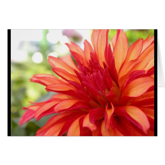 Dahlia (Vorderseite (Horizontal))