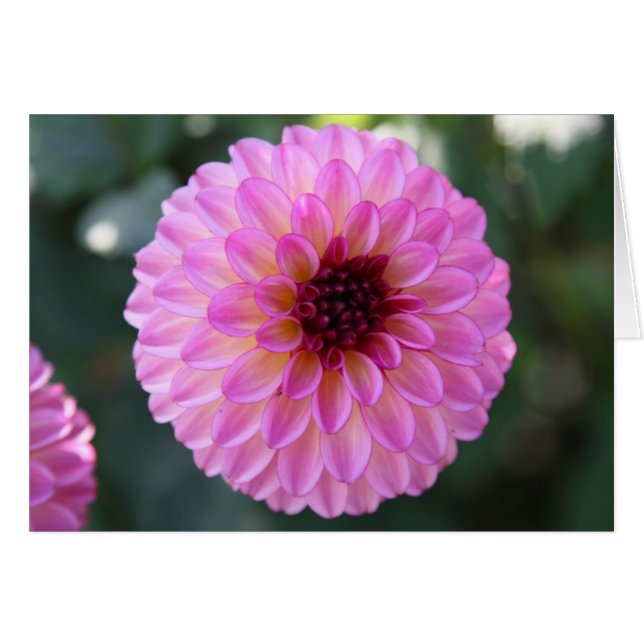Dahlia (Devant Horizontal)