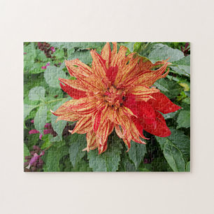 Dahlia