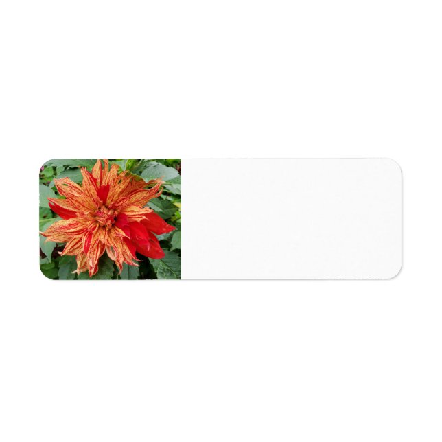 Dahlia (Vorne)