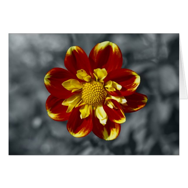 Dahlia (Vorderseite (Horizontal))