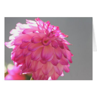 Dahlia 1