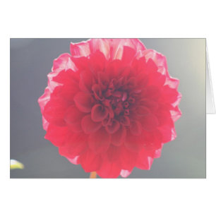 Dahlia 2