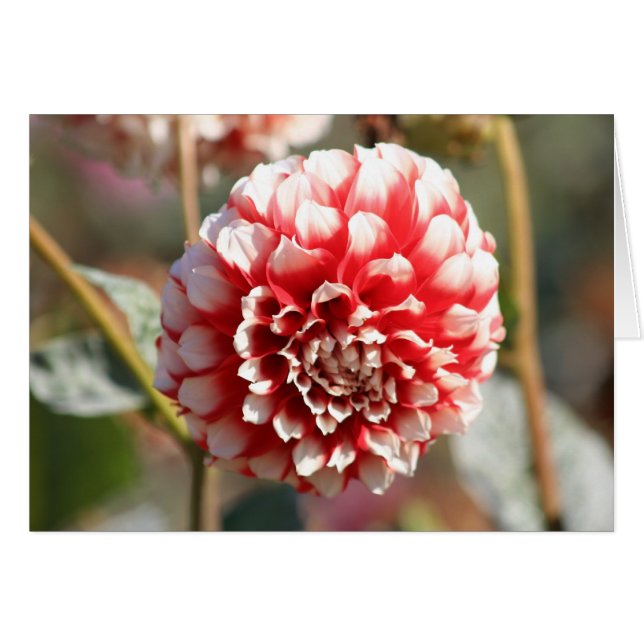 Dahlia 3 (Vorderseite (Horizontal))