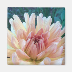 Dahlia: B. Gelb und Lachs Magnet