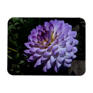Dahlia Bea Paradise #1 Magnet