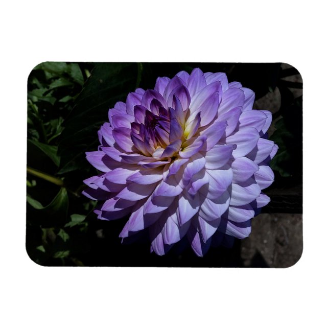 Dahlia Bea Paradise #1 Magnet (Horizontal)