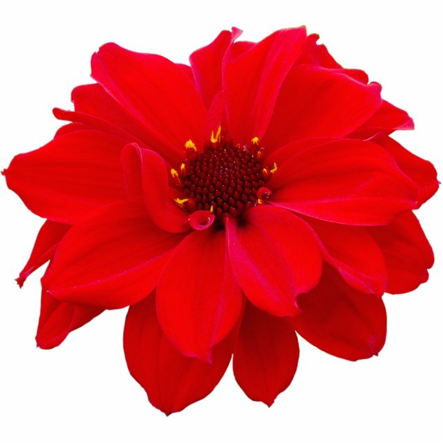 Dahlia - Bischof von Llandaff Fotoskulptur Magnet (Vorne)