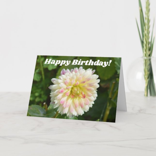 Dahlia blanche et rose sur une carte d'anniversair (Devant)