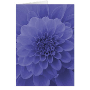 Dahlia bleu