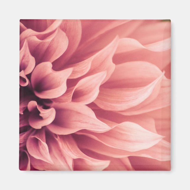 Dahlia Blume Blossom Magnet (Vorne)