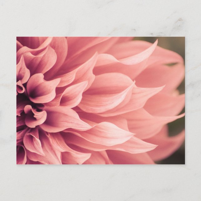 Dahlia Blume Blossom Postkarte (Vorderseite)