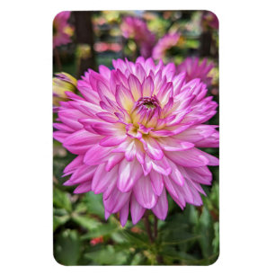 Dahlia Blume Foto Magnet