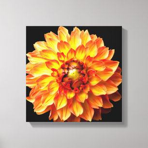Dahlia Blume Leinwand. Leinwanddruck