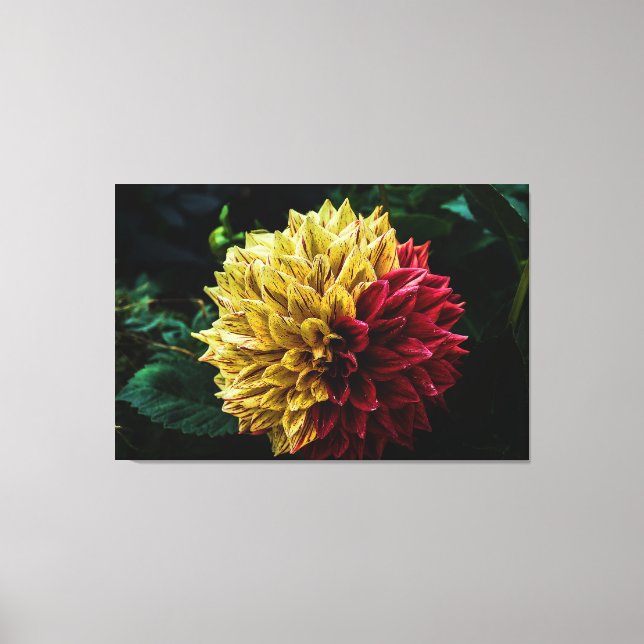 Dahlia Blume Leinwanddruck (Vorderseite)