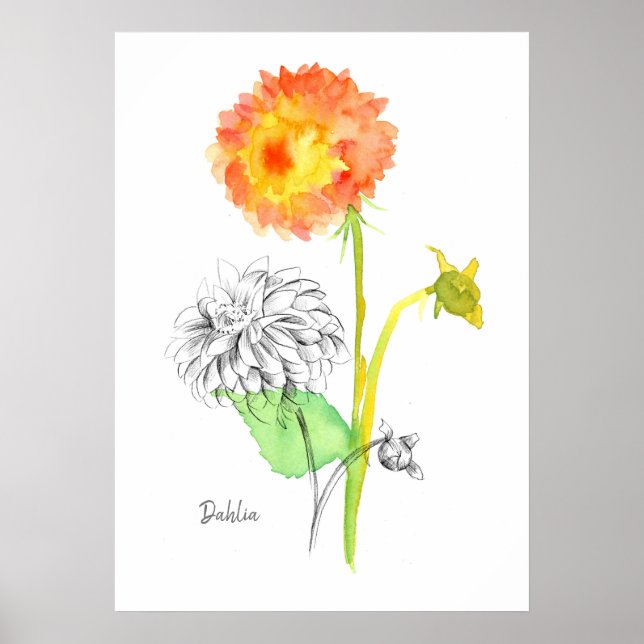 Dahlia Blume Pflanze Botanisch Zeichnend Floriogra Poster (Vorne)