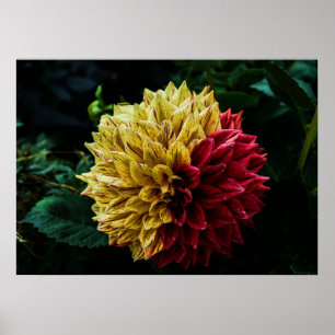 Dahlia Blume Poster
