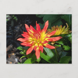 Dahlia-Blume-Postkarte Postkarte