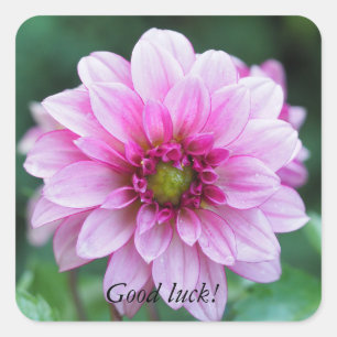 Dahlia Blume Quadratischer Aufkleber