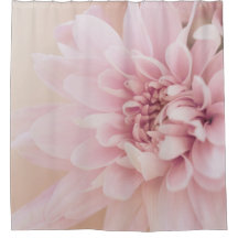 Dahlia Blume Rosa Creme und Blumen