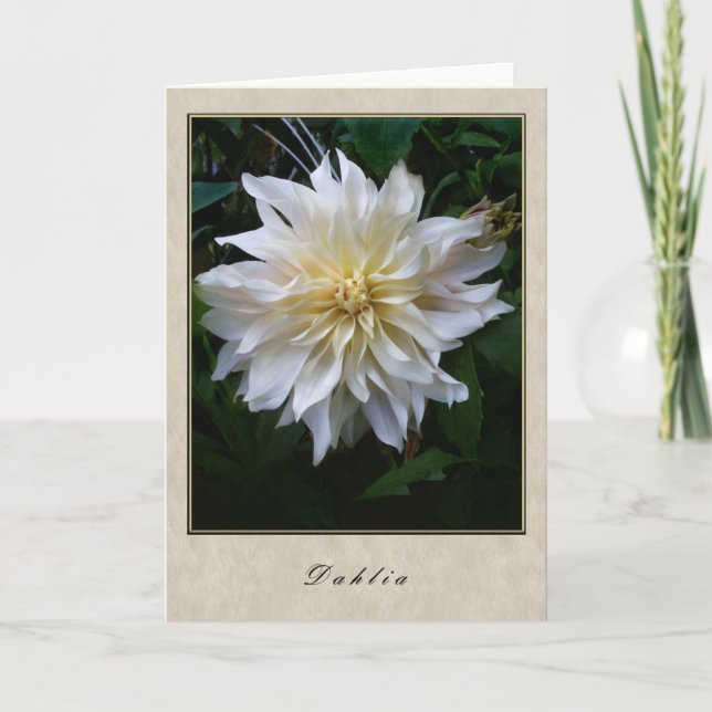 Dahlia - Blumenserie Karte (Vorderseite)