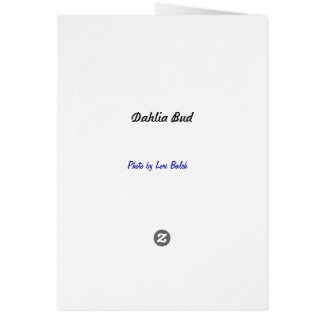 Dahlia Bud