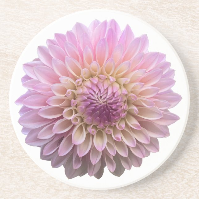 Dahlia Coralie, rosa Blume Getränkeuntersetzer (Vorne)