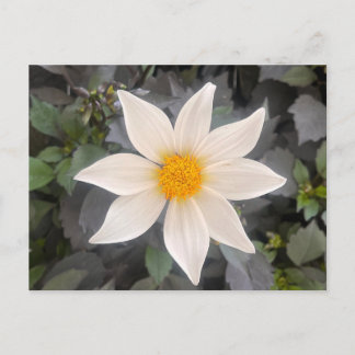 Dahlia Dahelgria Weiße Einzelblüte Postkarte
