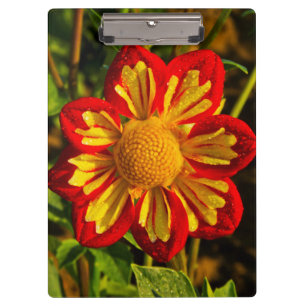 Dahlia, Dahlienfarm, Canby, Oregon, USA 1 Klemmbrett