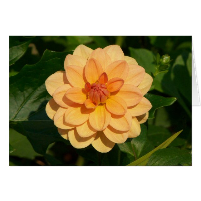Dahlia 'David Howard' (Devant horizontal)
