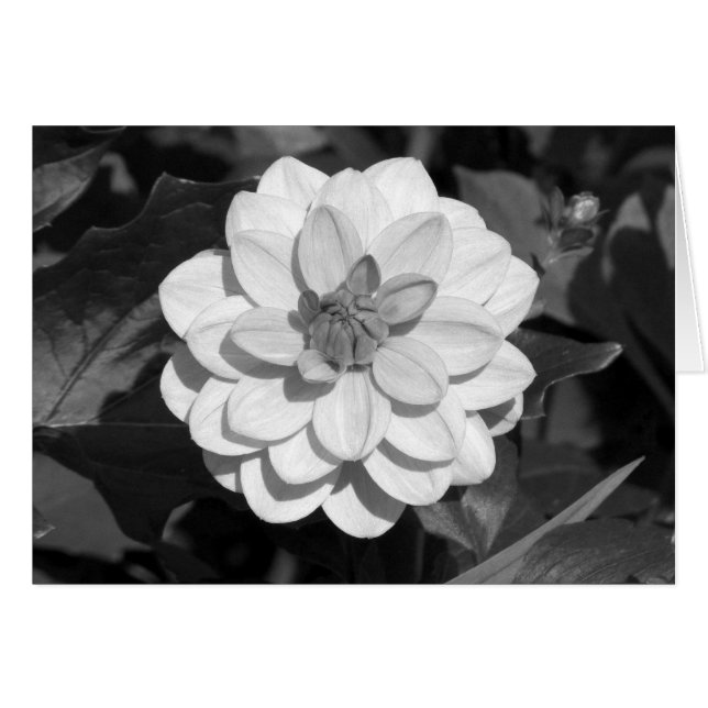 Dahlia 'David Howard' B&W (Vorderseite (Horizontal))