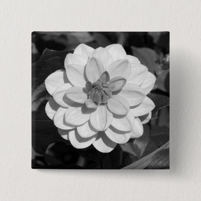 Dahlia 'David Howard' B&W Button (Vorderseite)