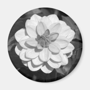 Dahlia 'David Howard' B&W Magnet