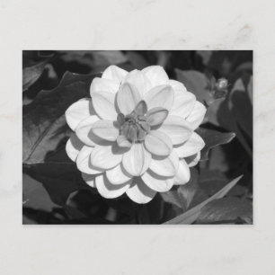 Dahlia 'David Howard' B&W Postkarte