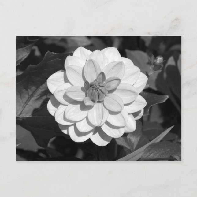 Dahlia 'David Howard' B&W Postkarte (Vorderseite)