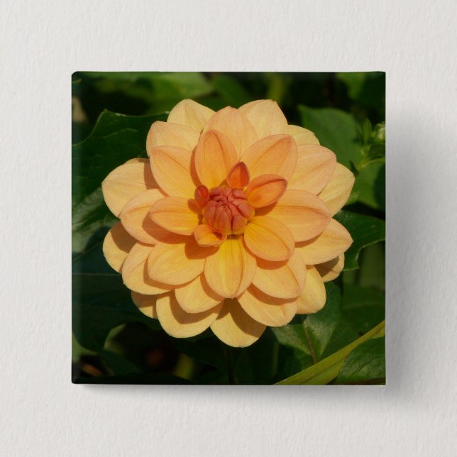 Dahlia 'David Howard' Button (Vorderseite)