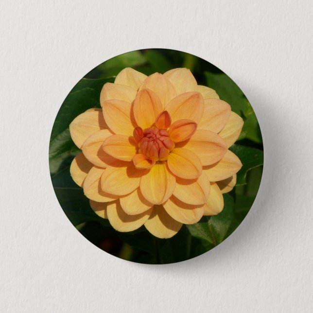 Dahlia 'David Howard' Button (Vorderseite)