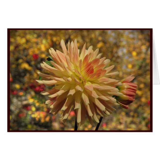 Dahlia de cactus (Devant horizontal)