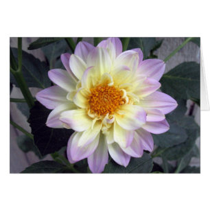 Dahlia de crème de lavande
