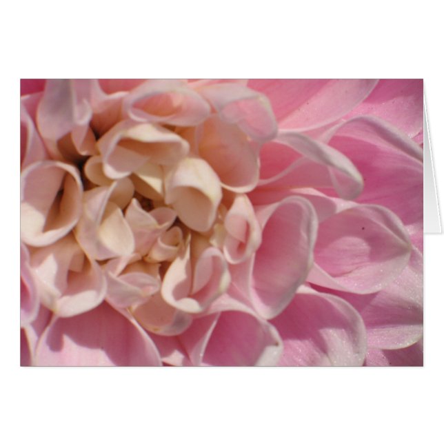 Dahlia de Laurie (Devant horizontal)